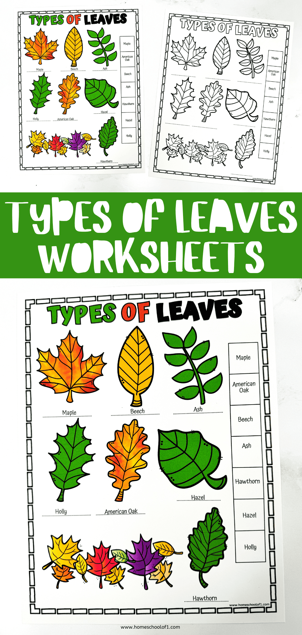 A printable leaf identification worksheet featuring vibrant illustrations of different leaf types, including maple, beech, ash, holly, hazel, American oak, and hawthorn. The activity helps kids match leaf shapes to their names, with a colorful version and a black-and-white version for coloring. Designed for nature-themed learning or science centers.
