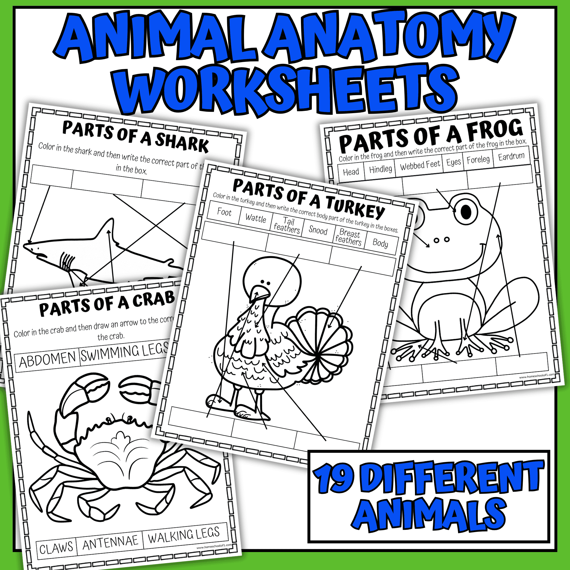 animal anatomy worksheets