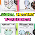 Printable animal anatomy worksheets for kids featuring parts of a chicken, penguin, frog, and sea turtle with labeling and coloring activities.