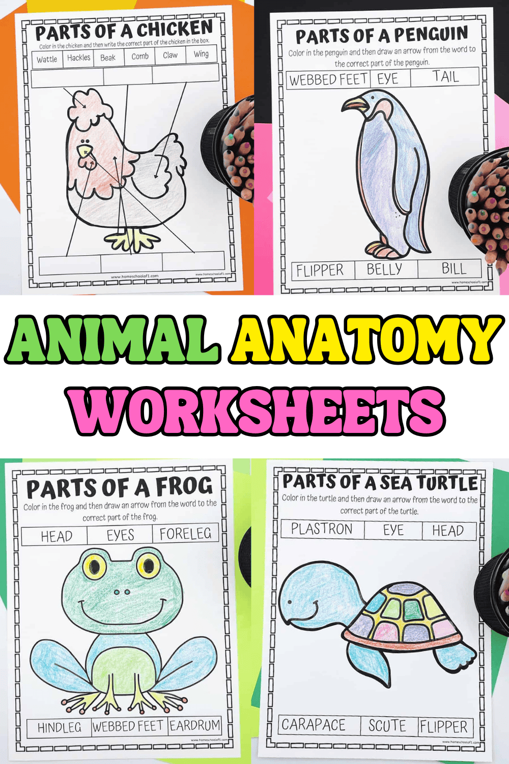 Printable animal anatomy worksheets for kids featuring parts of a chicken, penguin, frog, and sea turtle with labeling and coloring activities.