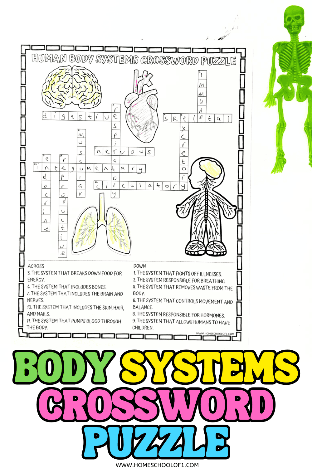 Printable human body systems crossword puzzle for kids with clues and answers covering digestive, circulatory, skeletal, respiratory, and other systems. Includes illustrations of the brain, heart, lungs, and skeleton.