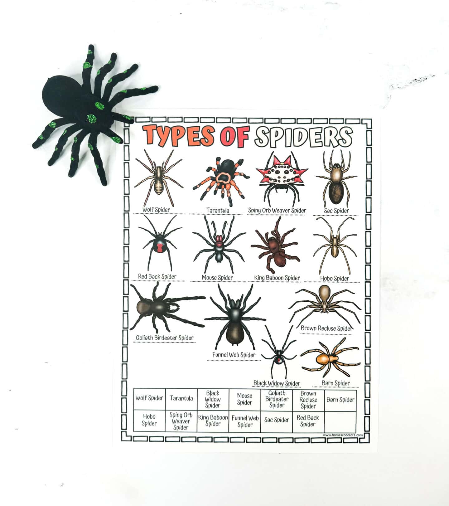 A colorful printable chart titled Types of Spiders features labeled illustrations of various spider species, including wolf spider, tarantula, red back spider, black widow spider, and brown recluse spider. Each spider is shown in realistic detail and organized in a grid, with a name key at the bottom. A plush black spider with green markings decorates the top left corner of the chart.