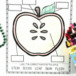 Colorful parts of an apple worksheet for kids with labels to match: stem, seeds, leaf, skin, flesh – printable activity