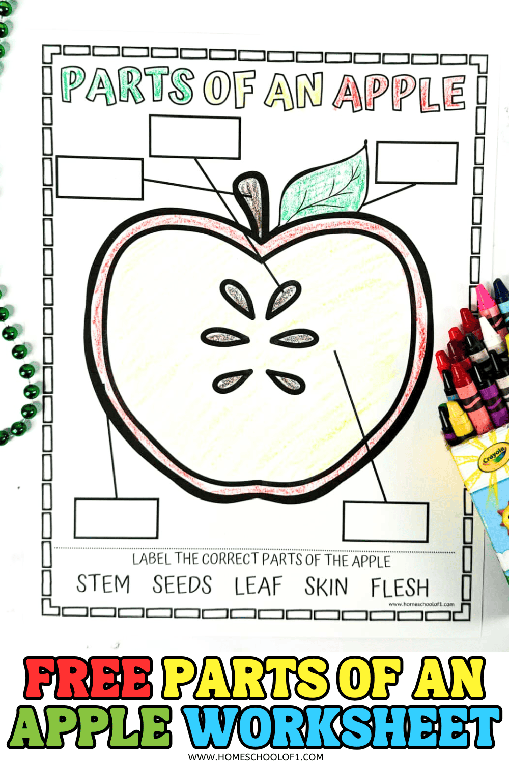 Colorful parts of an apple worksheet for kids with labels to match: stem, seeds, leaf, skin, flesh – printable activity