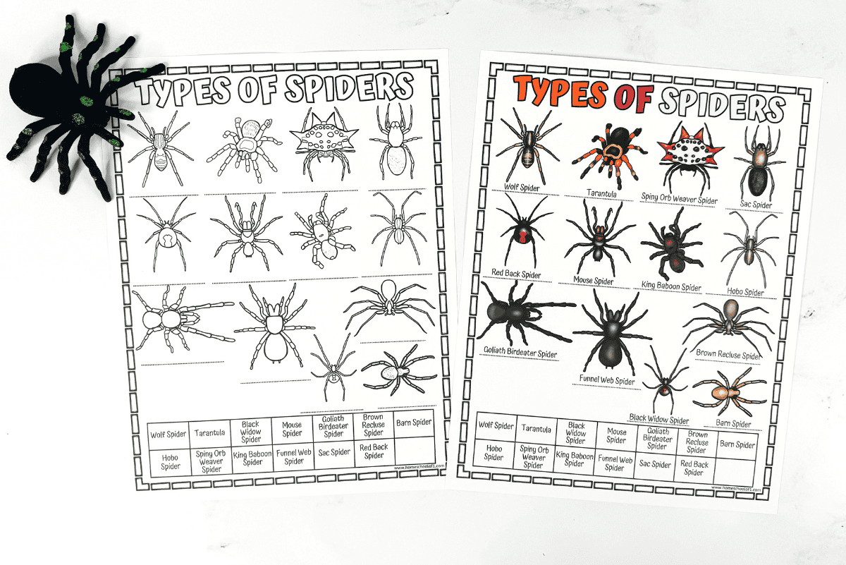 Two printable worksheets titled Types of Spiders are shown side by side; the left is a black-and-white version for coloring, and the right is a full-color version featuring labeled spider species like tarantula, red back spider, king baboon spider, and funnel web spider. A black toy spider sits on the top left corner of the image, adding a playful touch to the educational theme.