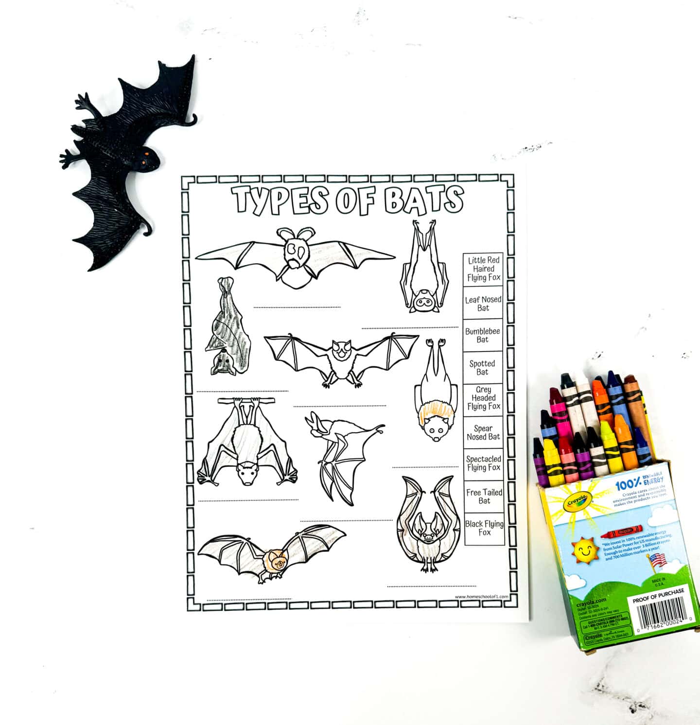 types of bat coloring page