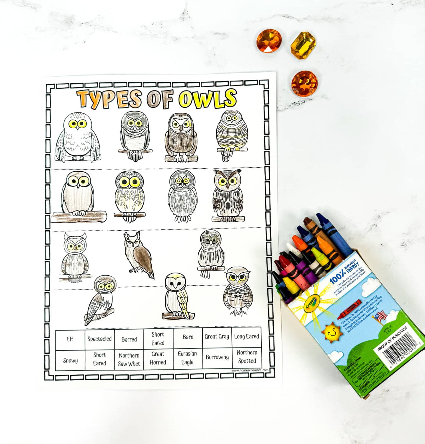 types of owls coloring page