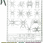 Printable “Types of Spiders” worksheet for kids featuring 13 different spider outlines with a matching name activity. Includes species like tarantula, black widow, orb weaver, and wolf spider, designed for coloring and identification learning.