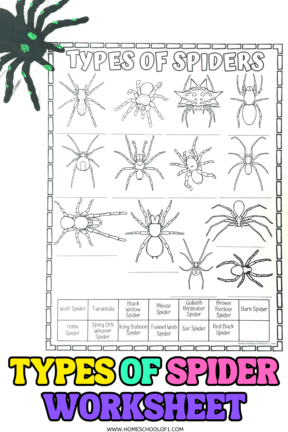 Printable “Types of Spiders” worksheet for kids featuring 13 different spider outlines with a matching name activity. Includes species like tarantula, black widow, orb weaver, and wolf spider, designed for coloring and identification learning.