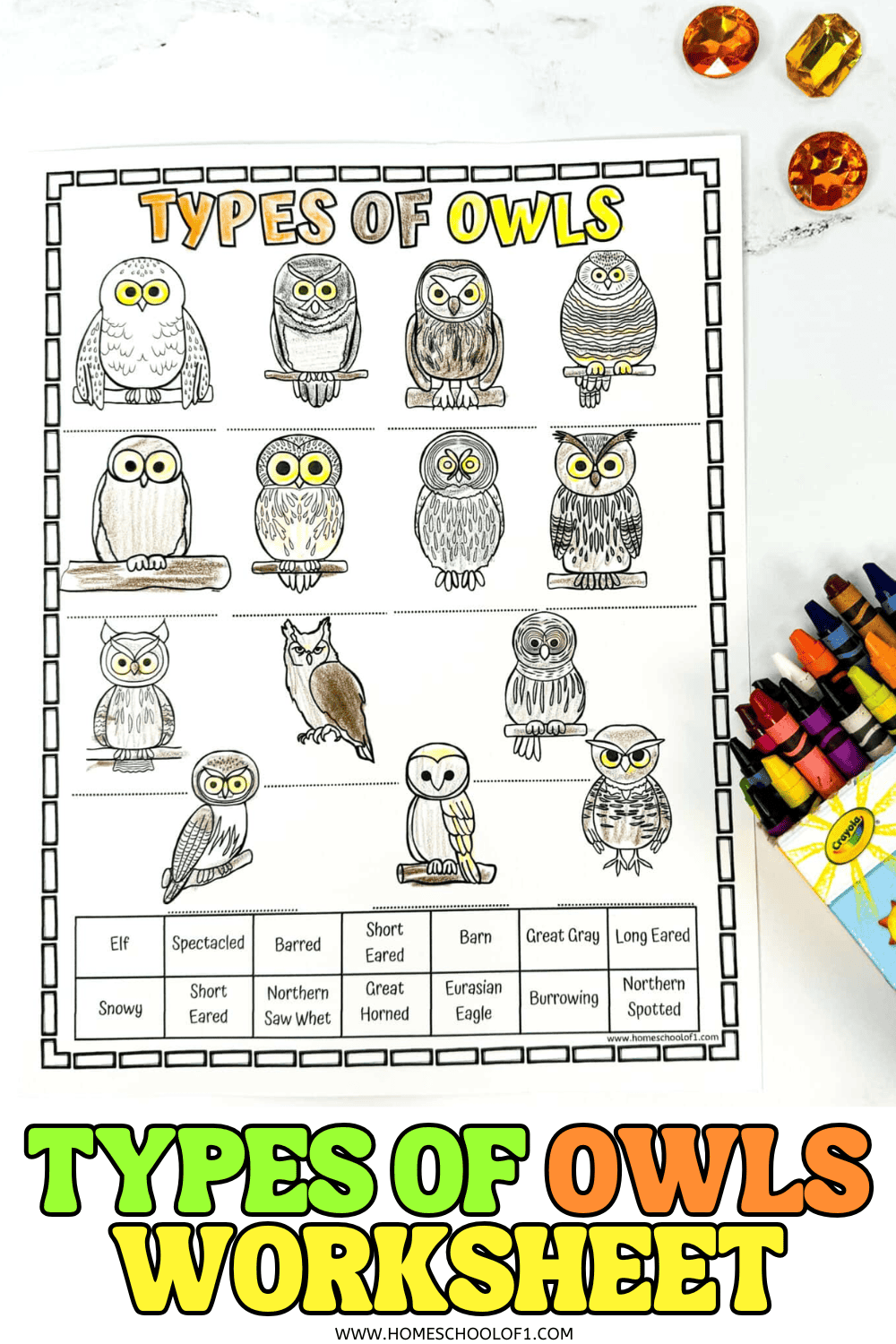 Types of owls worksheet with 13 illustrated owl species for kids to color and label, including barn owl, snowy owl, great horned owl, and burrowing owl.
