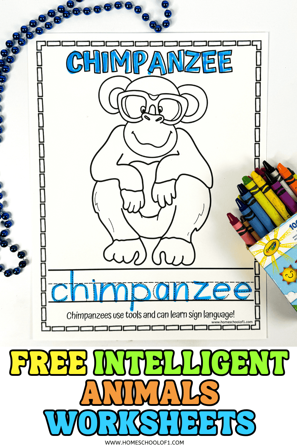 Free printable chimpanzee coloring page for kids with tracing and fun fact about how chimpanzees use tools and sign language.