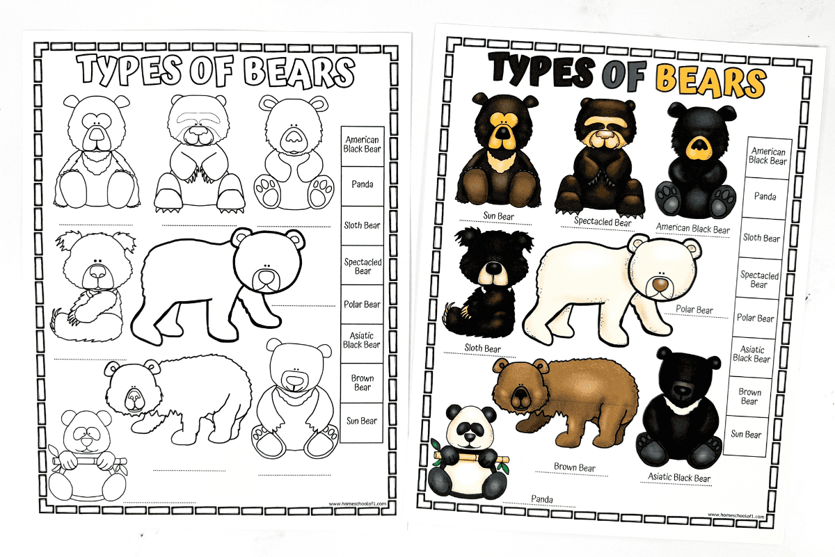 Two side-by-side worksheets titled “Types of Bears.” The left worksheet features black-and-white illustrations of various bear species with blank labels, ready to be colored and identified. The right worksheet shows the same bears fully colored and labeled, including Sun Bear, Spectacled Bear, American Black Bear, Sloth Bear, Polar Bear, Brown Bear, Asiatic Black Bear, and Panda.