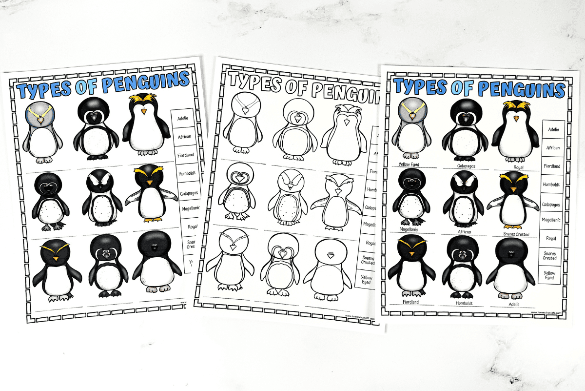 different types of penguins worksheets