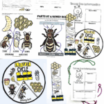 Free life cycle of a bee worksheets for kids featuring labeling, research, coloring, and spinner crafts with fun bee illustrations.