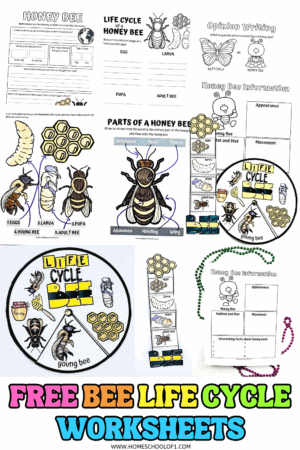 Free Life Cycle of a Bee Worksheet for Kids