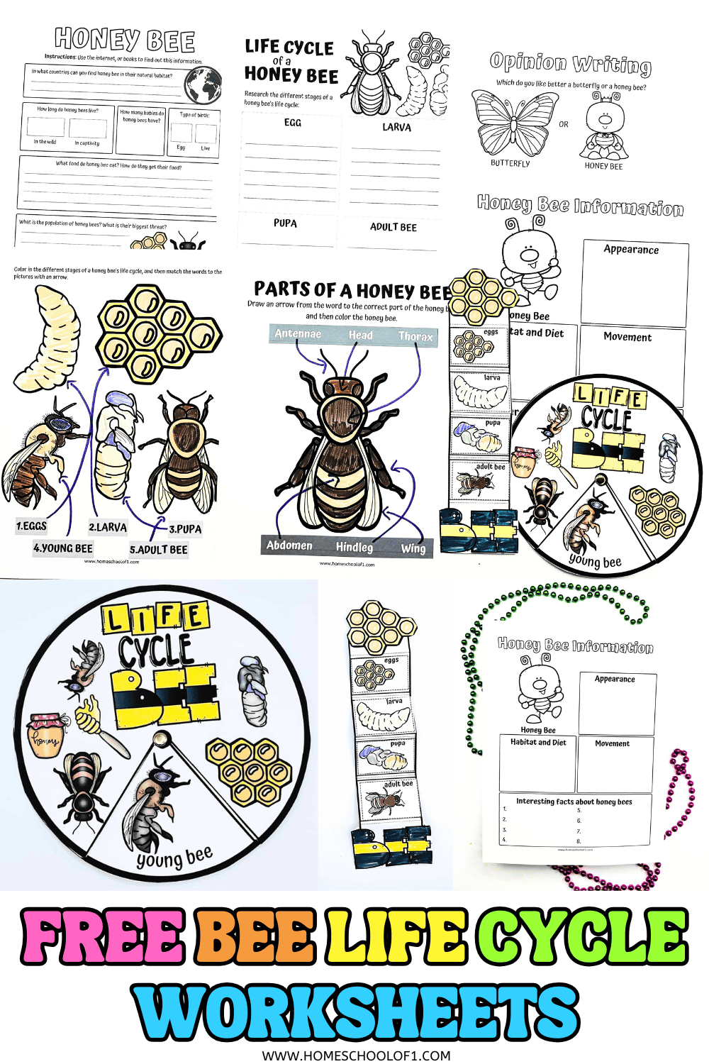 Free life cycle of a bee worksheets for kids featuring labeling, research, coloring, and spinner crafts with fun bee illustrations.


