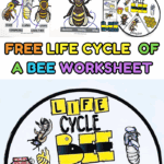 Printable bee life cycle worksheet pack including labeling pages, parts of a bee diagram, opinion writing, and bee spinner craft.
