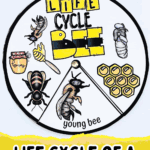Colorful spinning wheel craft showing the life cycle of a bee worksheet with illustrations for egg, larva, pupa, and adult stages.