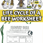 Close-up of bee worksheet pages for learning the life cycle of a bee, including parts of a bee, stages, and honey bee facts.