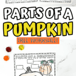Printable “Parts of a Pumpkin” worksheet pack showing labeled and unlabeled versions with crayons and mini pumpkins for kids’ activity.