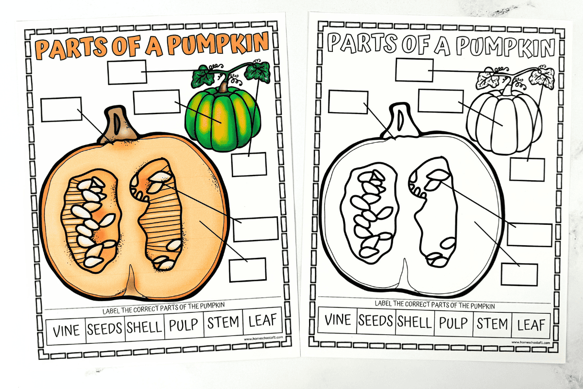 parts of a pumpkin printable