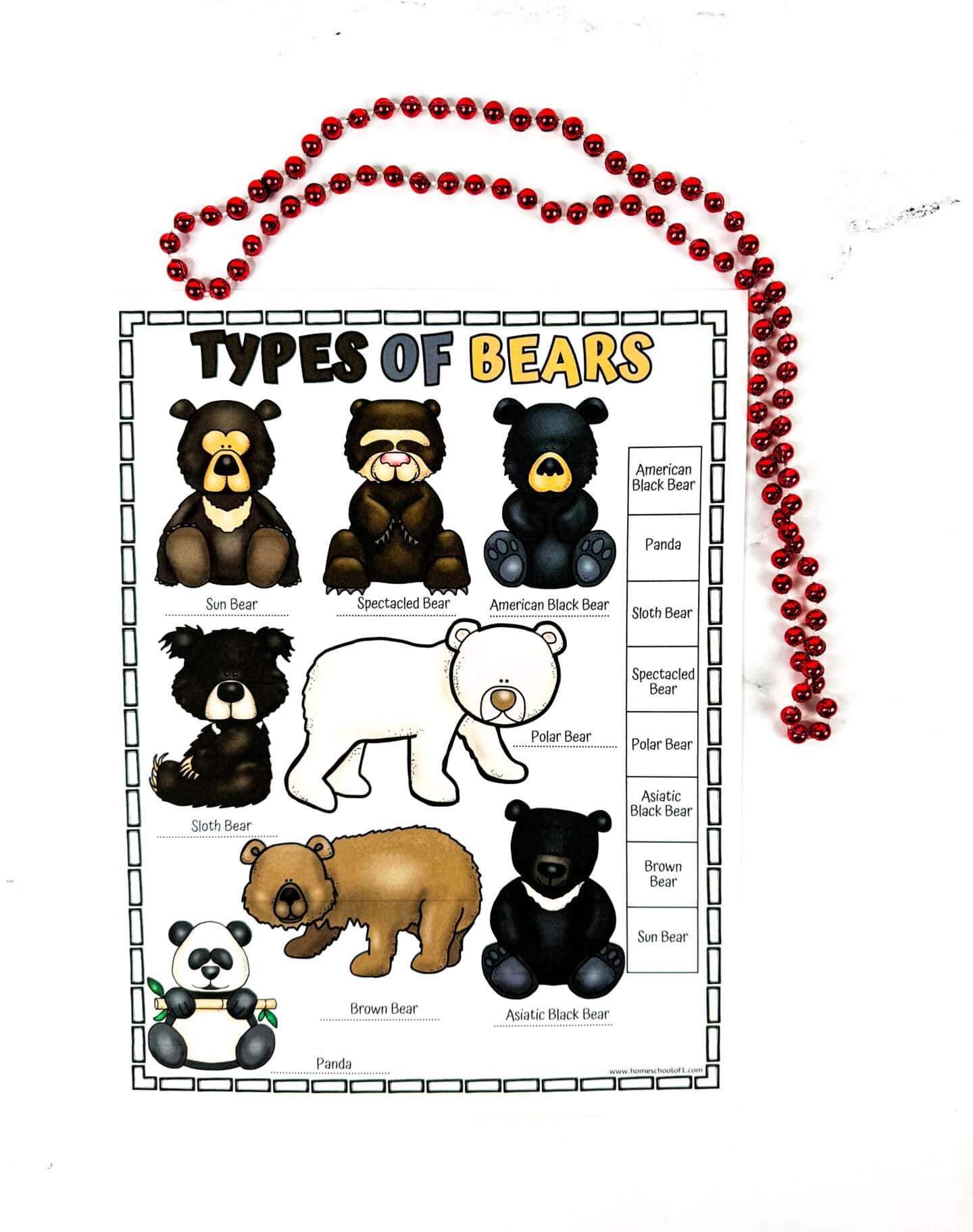 A colorful worksheet titled “Types of Bears” featuring cartoon illustrations of eight bear species. Bears shown include the Sun Bear, Spectacled Bear, American Black Bear, Sloth Bear, Polar Bear, Brown Bear, Asiatic Black Bear, and Panda. Each bear is labeled and distinctly illustrated, with a red beaded necklace placed above the worksheet.