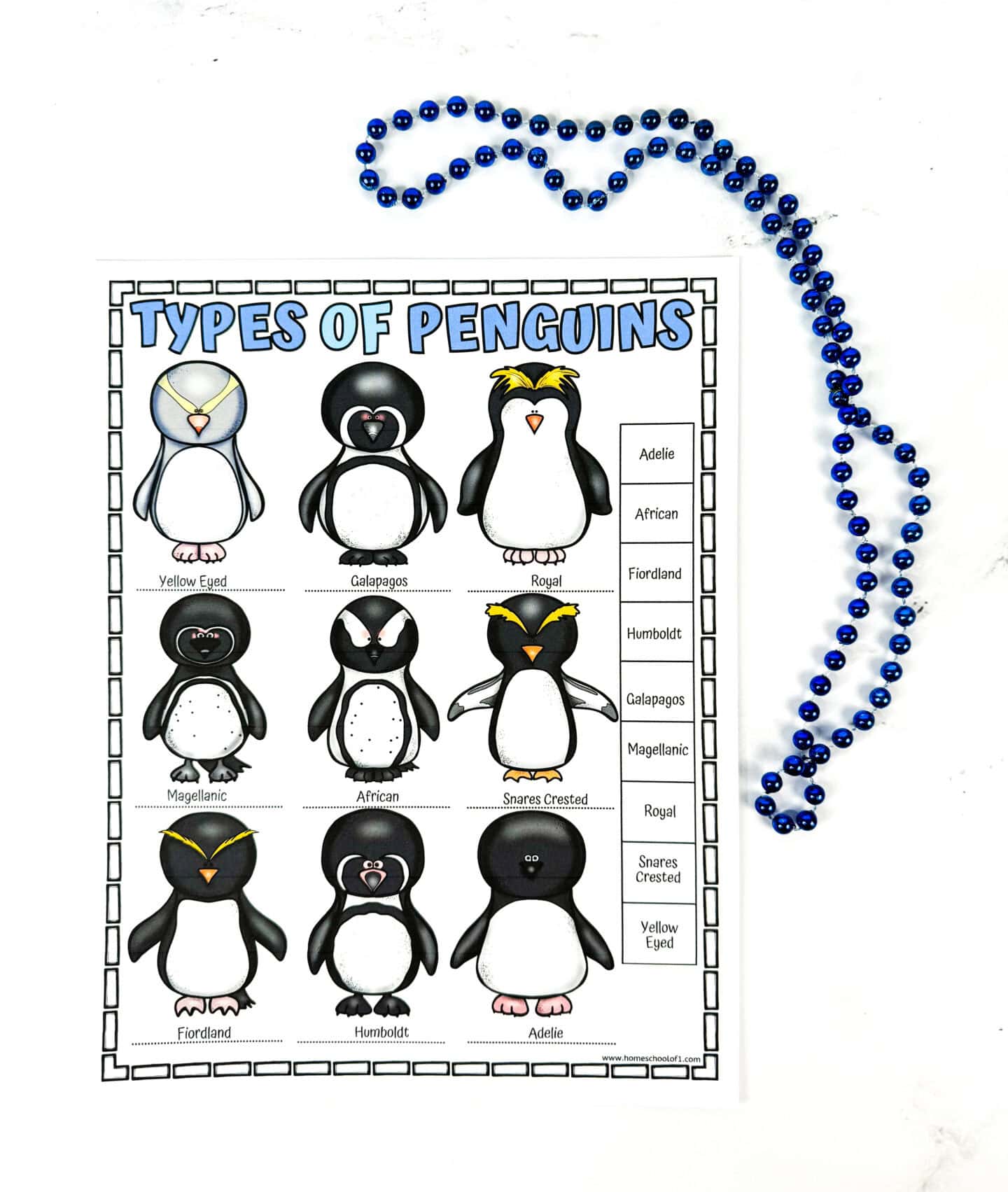 types of penguin poster