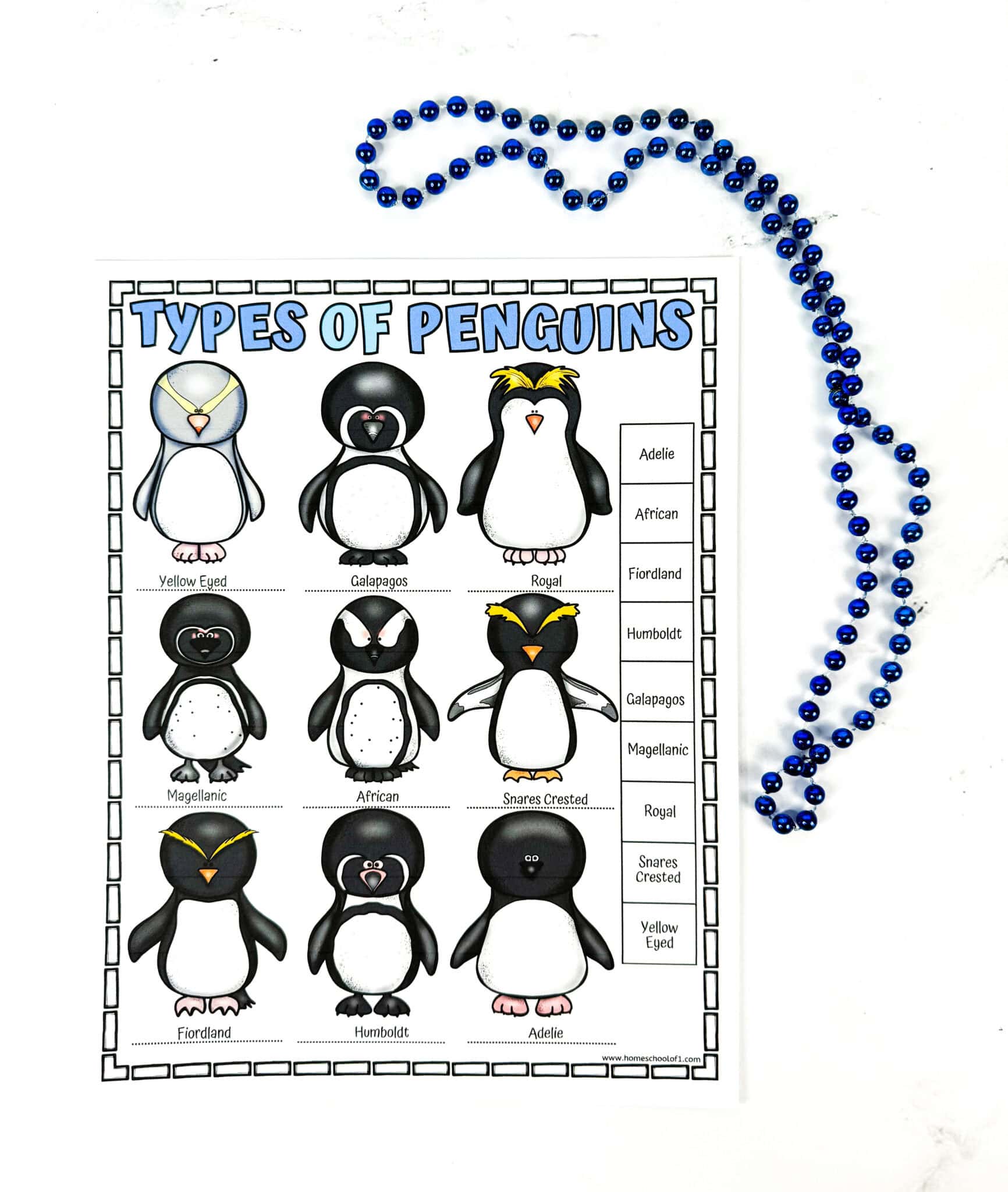 Different Types of Penguins Worksheet (Free Printable)