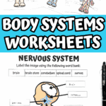 Free nervous system worksheet for kids with labeled diagram showing brain, spinal cord, and nerves—part of a printable body systems bundle.