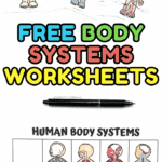 Set of free printable body systems worksheets for elementary and middle school, including labeling activities for skeletal, nervous, respiratory, circulatory, and digestive systems.