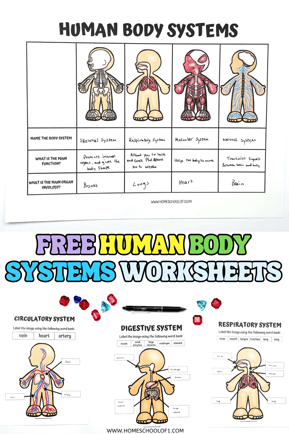 Printable human body systems worksheets for kids showing skeletal, muscular, respiratory, and nervous systems with labeled diagrams and main functions.