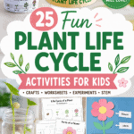 Plant life cycle activities for kids featuring bean seed germination, plant growth worksheets, flower crafts, a plant life cycle hat, STEM experiments, and hands-on science activities for preschool and elementary students.
