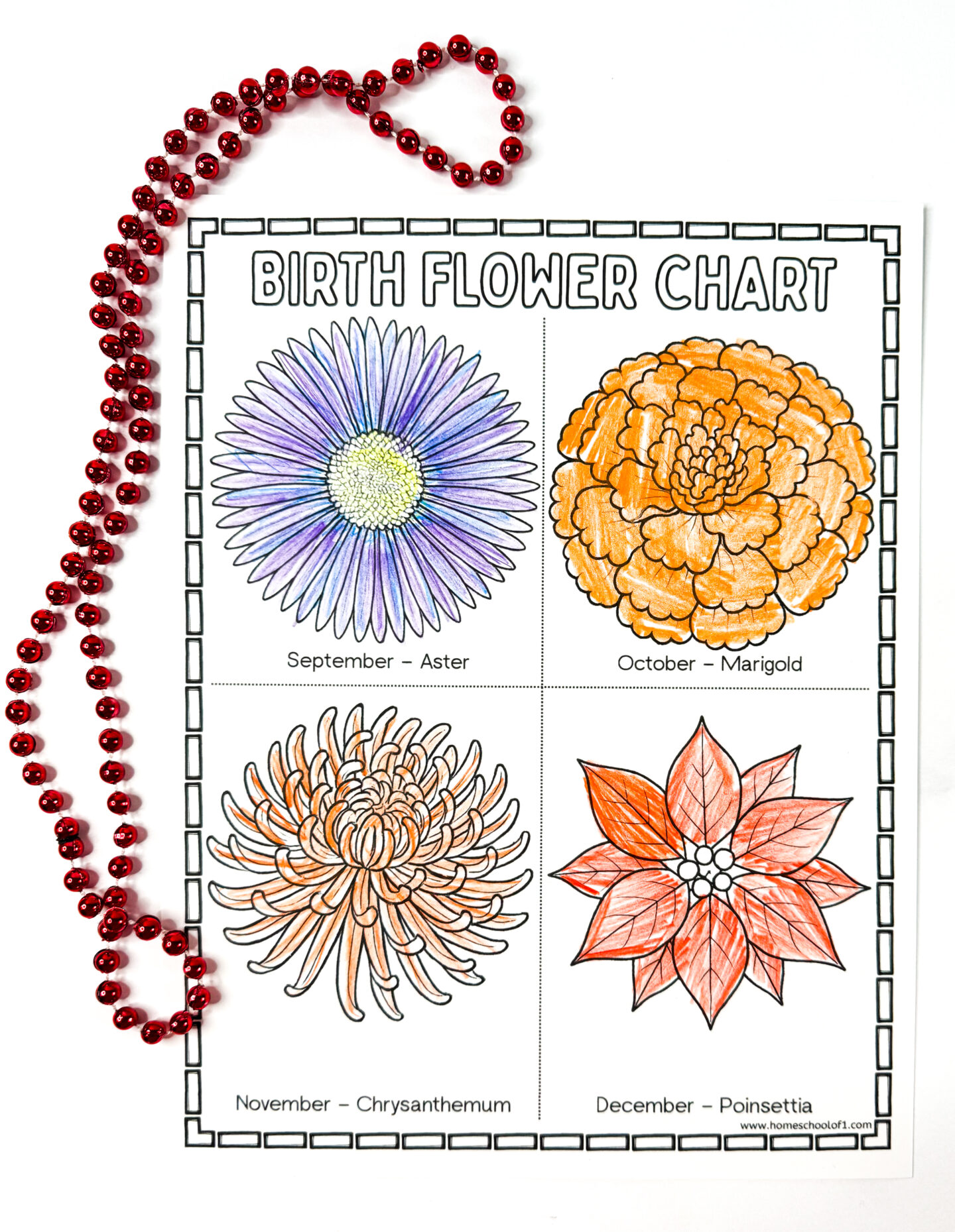 Birth flower chart showing September (Aster), October (Marigold), November (Chrysanthemum), and December (Poinsettia), colored in with red and orange tones, placed next to a red beaded necklace.