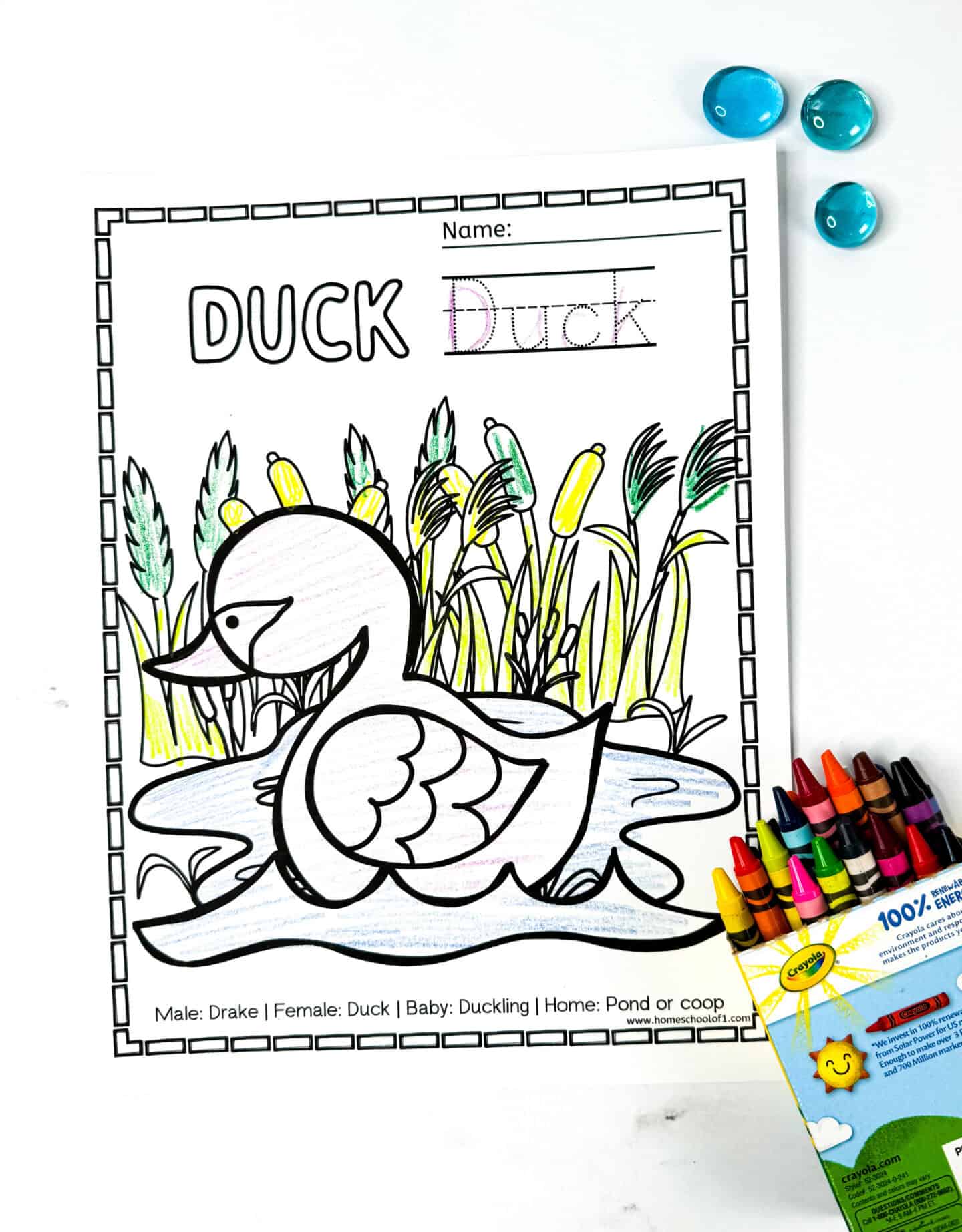 Printable duck coloring page for kids showing a cartoon duck in a pond with cattails, bubble word “DUCK” in purple, traceable name, and facts about drakes, ducks, ducklings, and their homes.