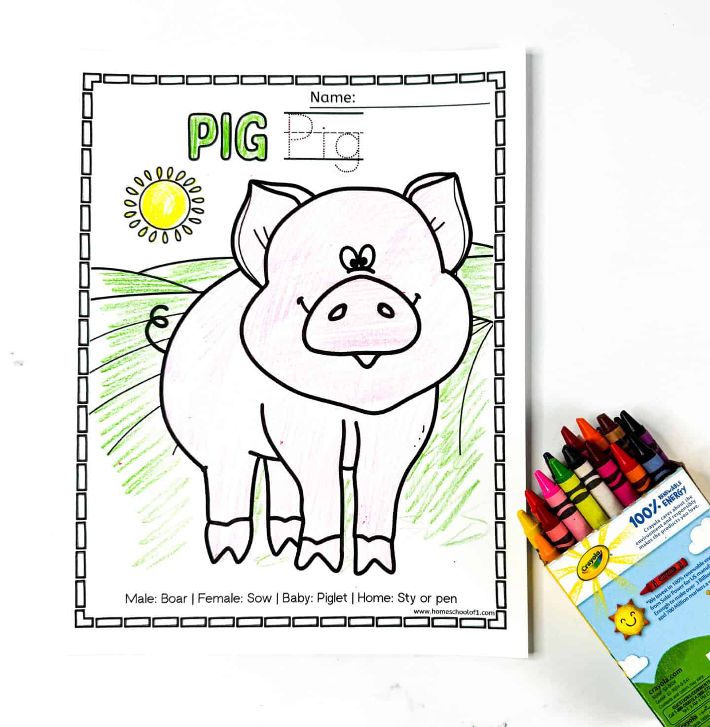 Completed pig coloring page for preschool and kindergarten with bubble word “PIG” in green, traceable name, cartoon pig outline, and facts about boars, sows, piglets, and sties.

