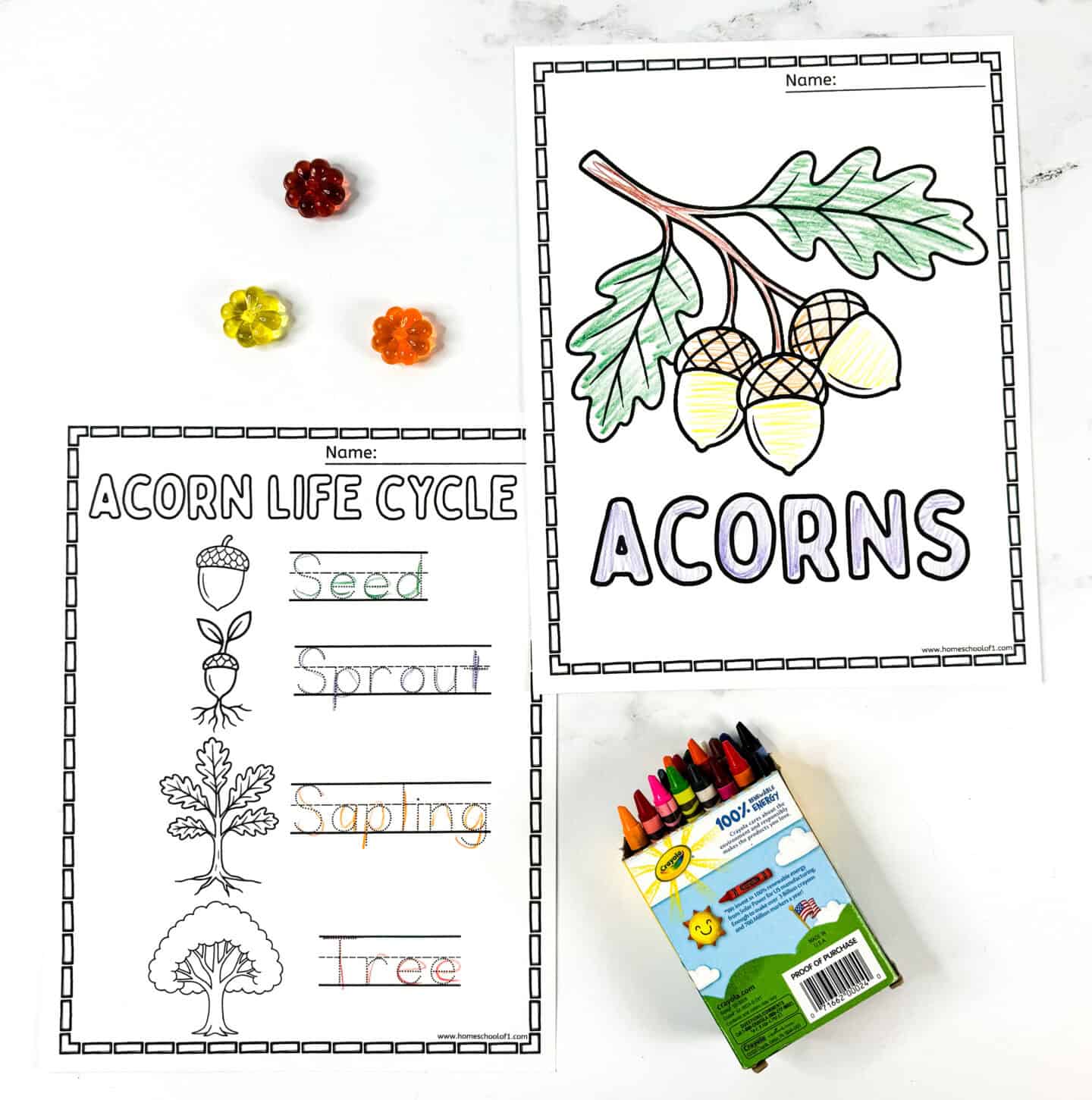 Free printable acorn coloring pages showing the acorn life cycle and large acorn branch drawing for preschool nature study.
