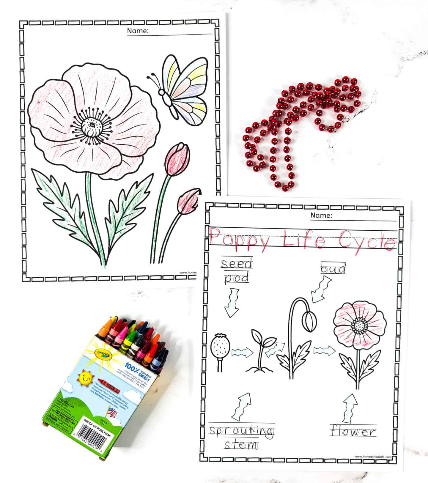 Poppy coloring sheet with butterfly and poppy life cycle diagram for preschoolers.