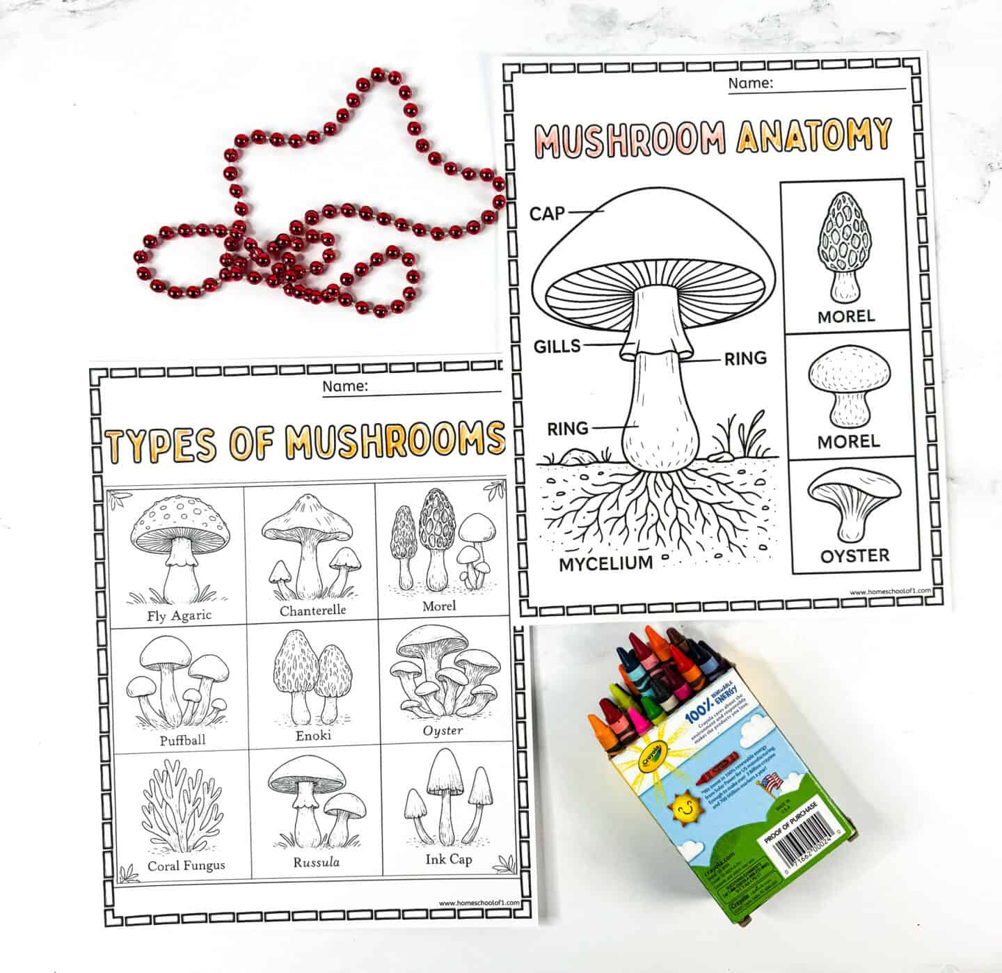 Educational mushroom anatomy and types of mushrooms coloring pages for kids showing labeled fungi parts and species illustrations.