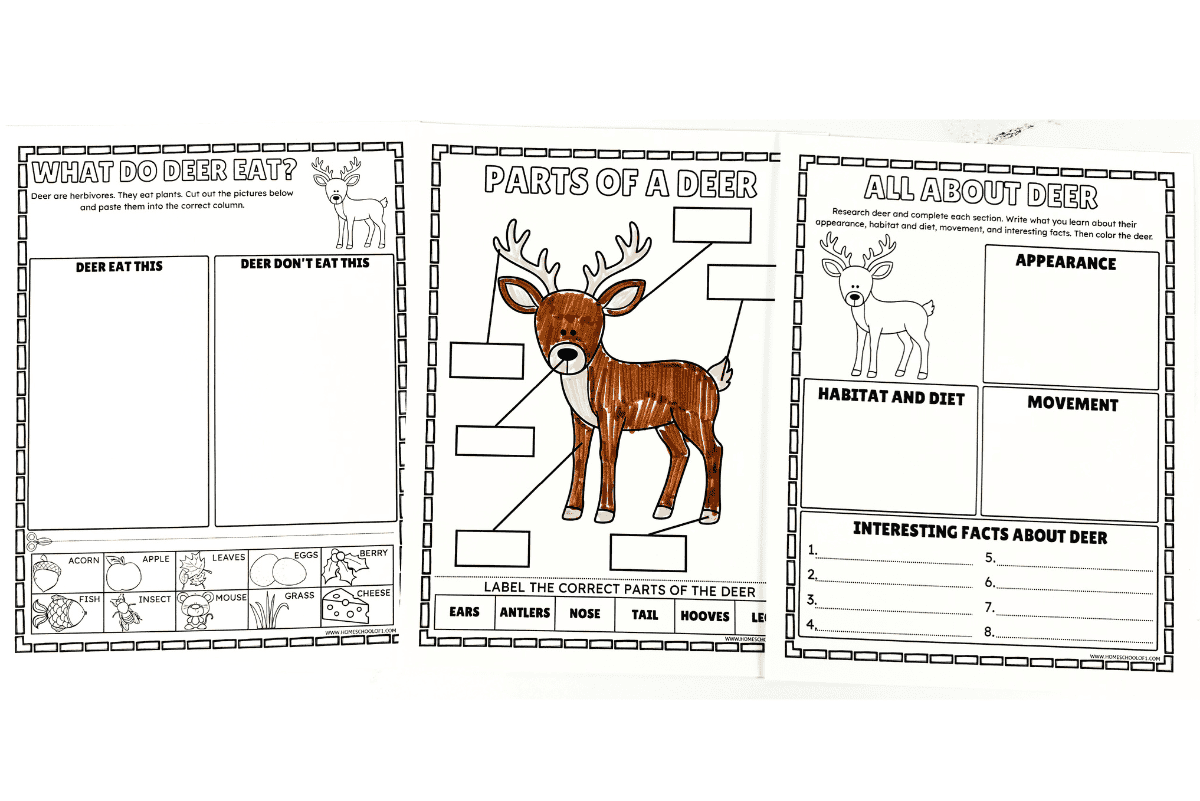 Free deer worksheets for elementary science and woodland animal studies