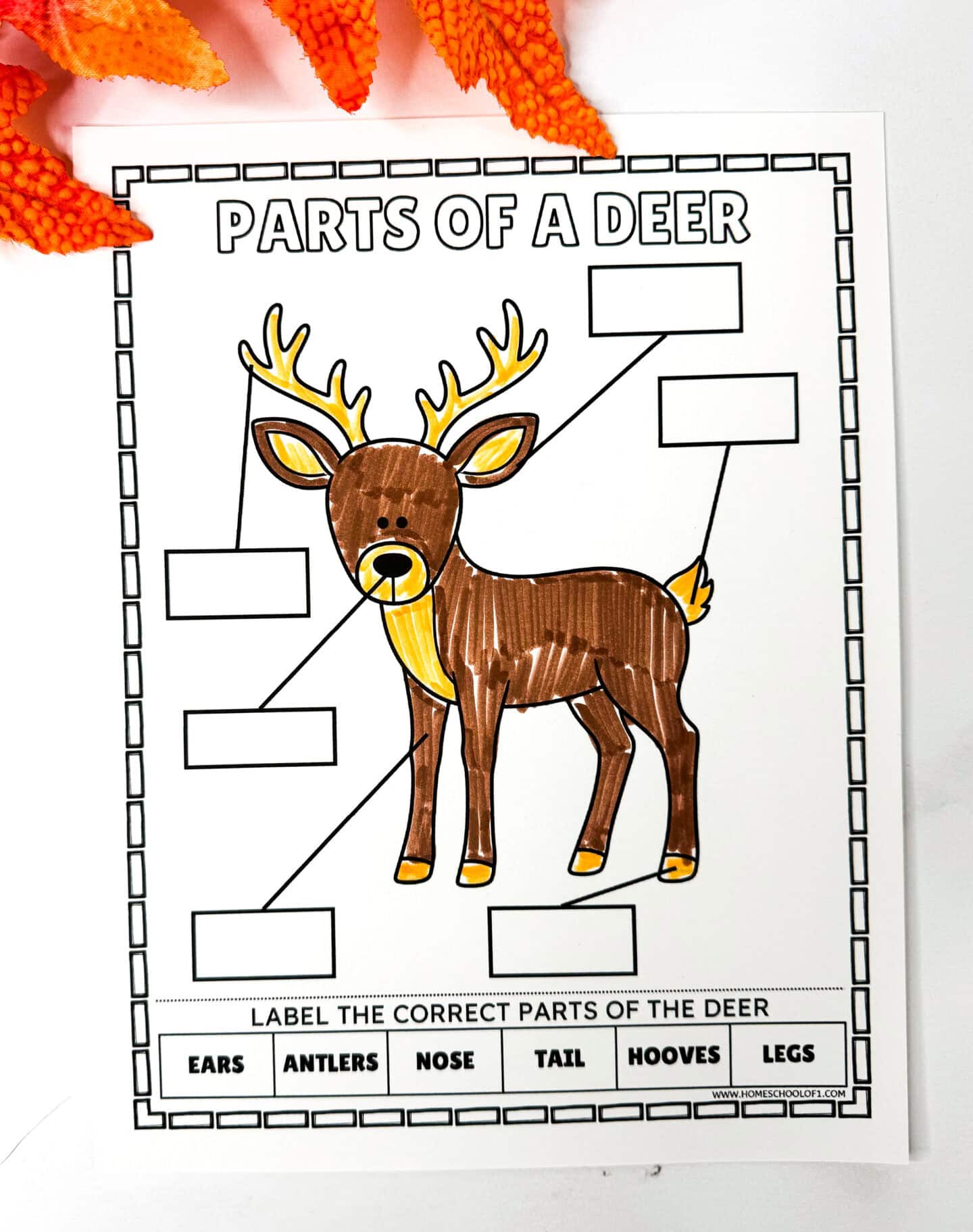 Parts of a deer worksheet for kids to label and color