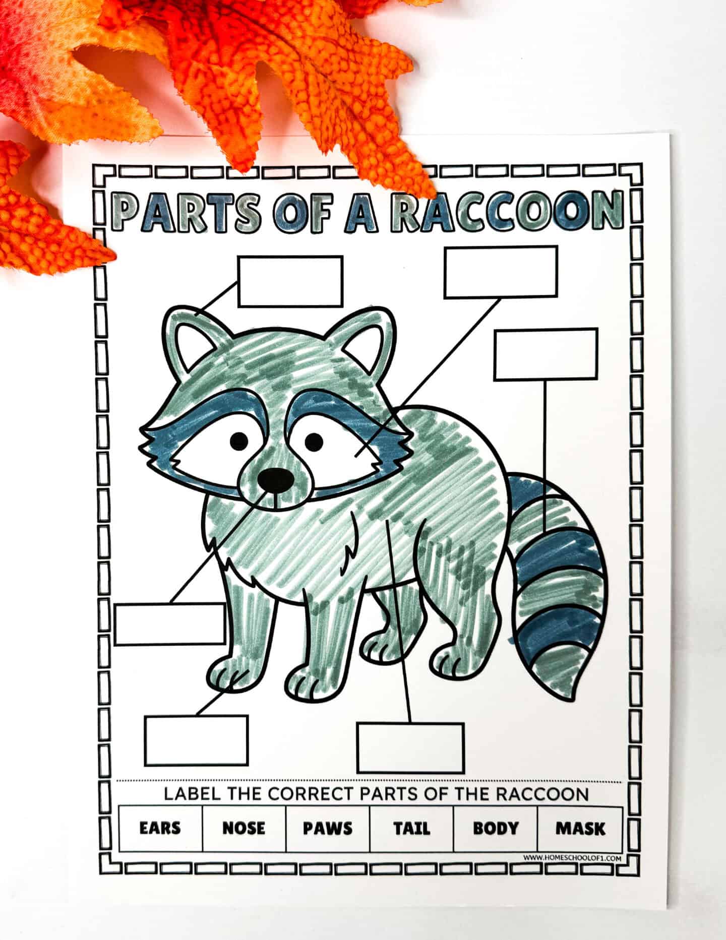 Parts of a raccoon worksheet for kids to label ears, nose, paws, tail, body, and mask
