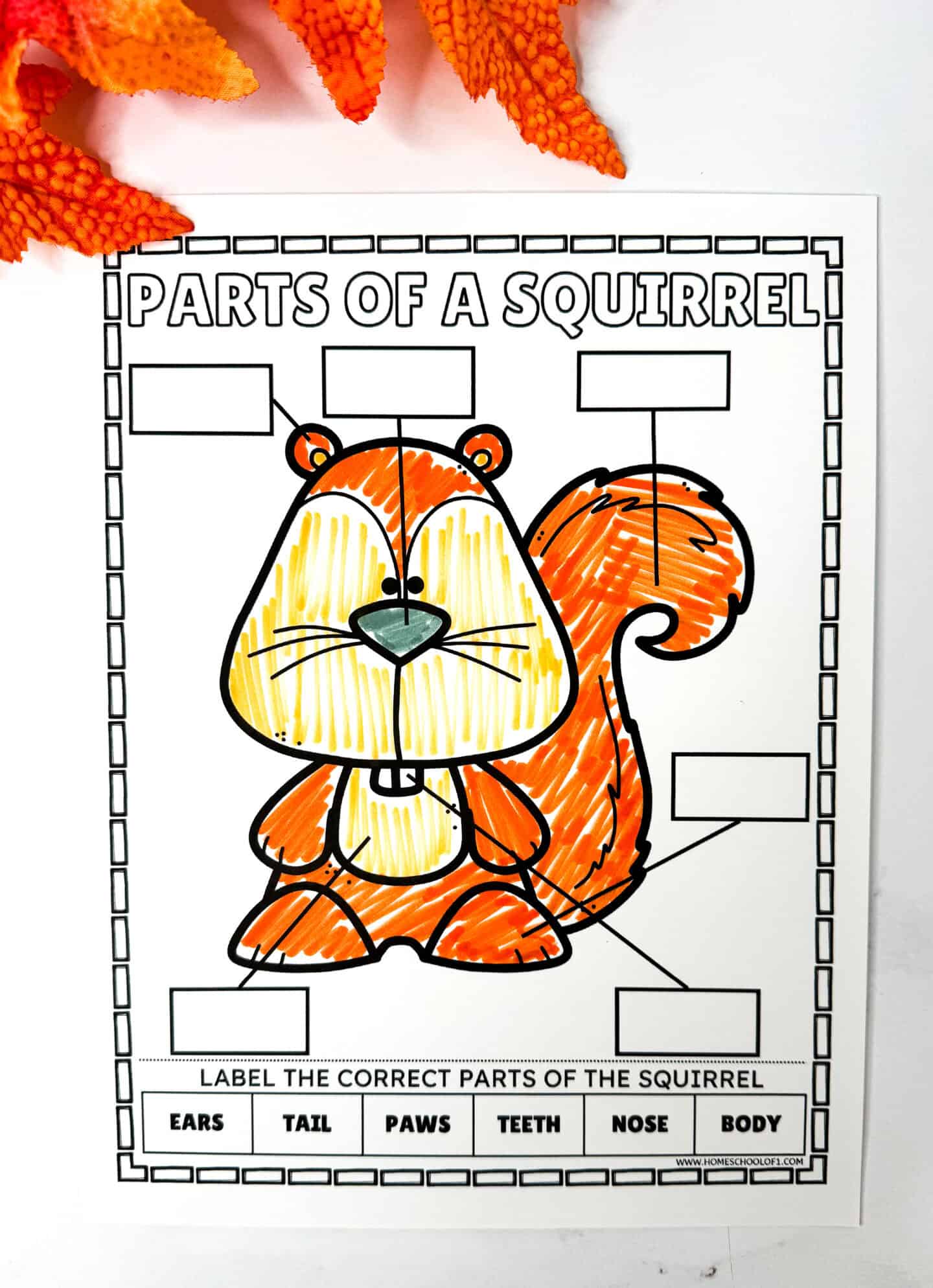 Parts of a squirrel worksheet for kids to label squirrel anatomy