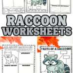 Raccoon worksheets for kids with anatomy, research, and diet activities for a woodland animal study