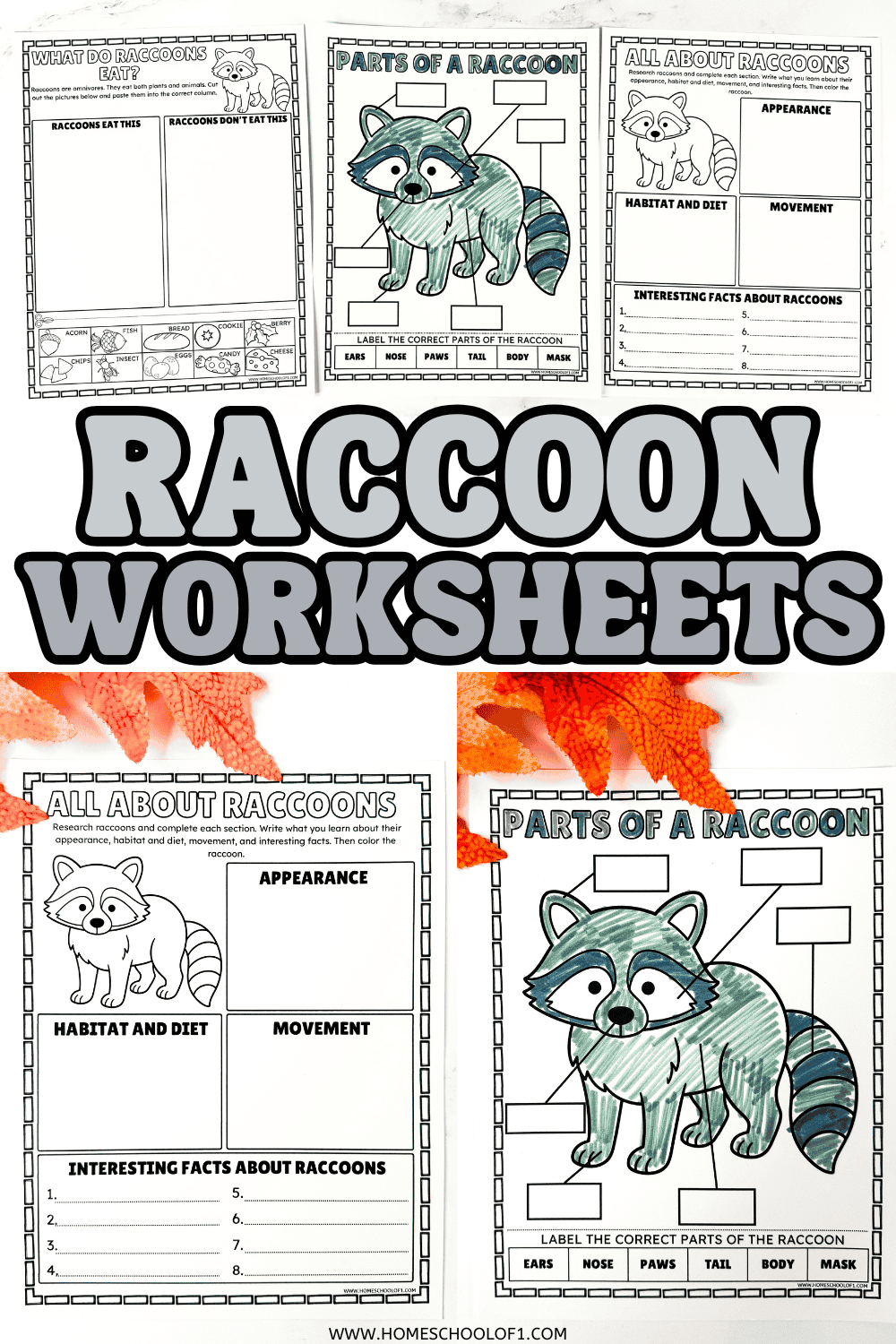 Raccoon worksheets for kids with anatomy, research, and diet activities for a woodland animal study