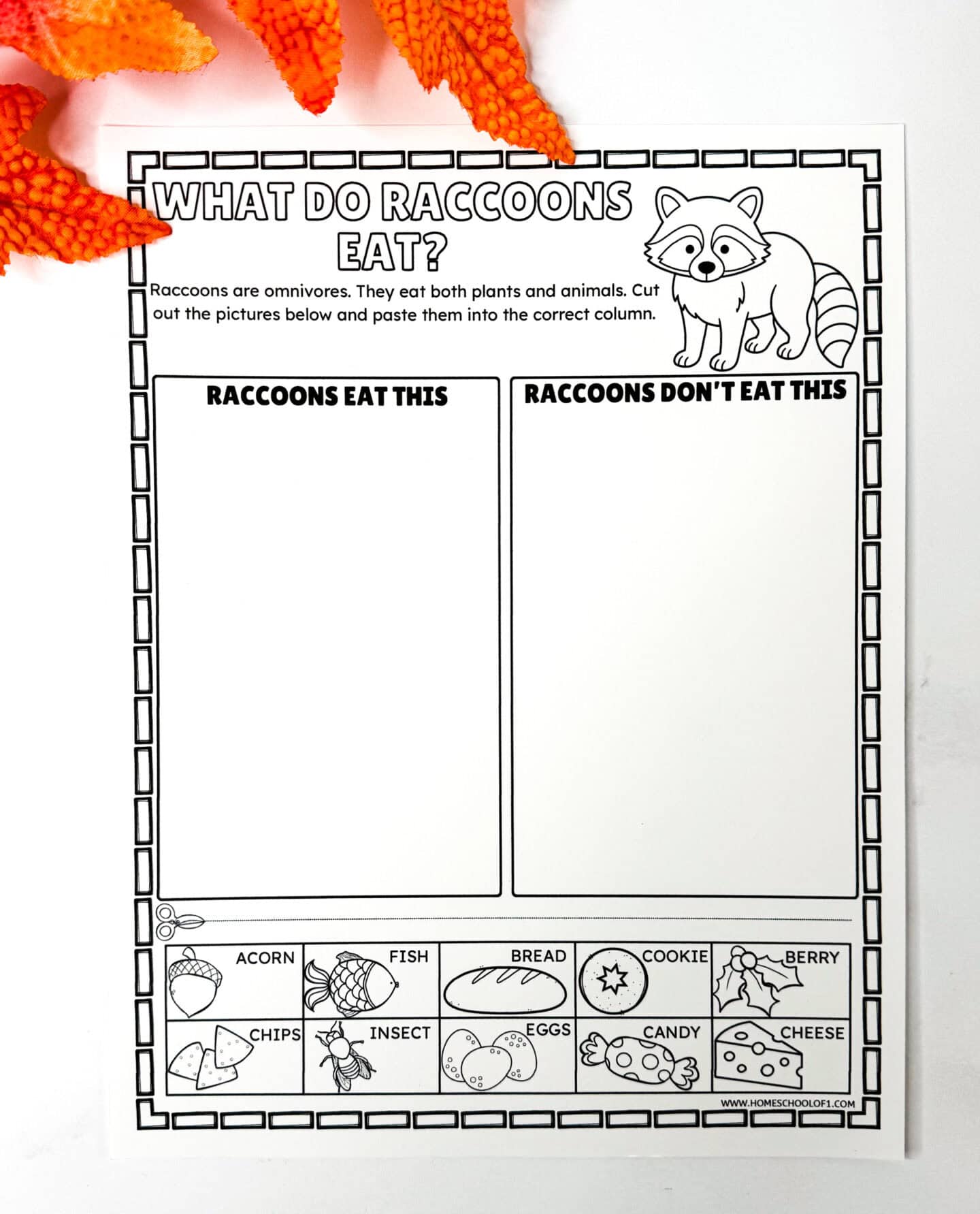 What do raccoons eat worksheet with cut-and-paste food sorting activity for elementary students