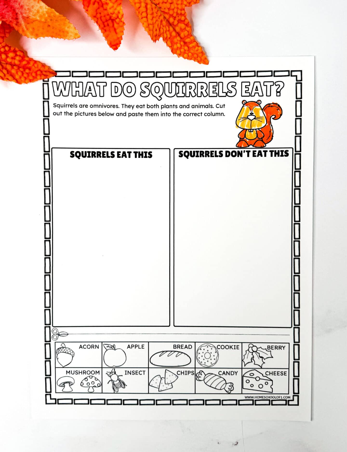 What do squirrels eat worksheet with cut and paste squirrel diet activity